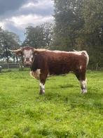 British longhorn, Dieren en Toebehoren, Runderen, Vrouwelijk