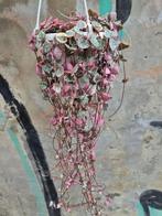 Ceropegia woodii Pink Variegata p14, Huis en Inrichting, Kamerplanten, Ophalen of Verzenden, Overige soorten, Minder dan 100 cm