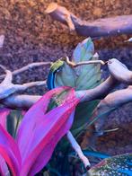 Phelsuma klemmeri man 1.0.0, Dieren en Toebehoren, 0 tot 2 jaar