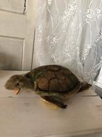Oude Schildpad van Steiff, Antiek en Kunst, Antiek | Speelgoed, Ophalen of Verzenden