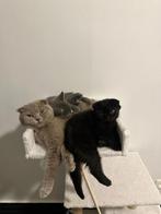 Te koop: Grijze & Zwarte Britse Korthaar Kittens (zsm mand), Dieren en Toebehoren, Katten en Kittens | Raskatten | Korthaar, Poes