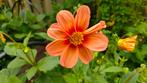 Dahlia (of ruilen), twee stuks, Ophalen, Voorjaar, Volle zon, Knol