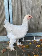 Mooie brahma isabelpatrijs hen, Dieren en Toebehoren, Pluimvee, Vrouwelijk, Kip