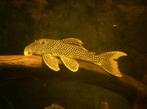 L-Nummers: L014 Scobinancistrus aureatus, Dieren en Toebehoren, Vis, Zoetwatervis