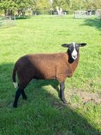 Te koop volbloed zwartbles dekram . Lam geboren maart 2025, Mannelijk, Schaap