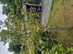 elstar appelboom, Tuin en Terras, Planten | Bomen, Ophalen, Lente, Volle zon, Overige soorten