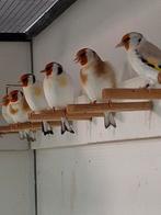 Putter perfectie / Uw nieuwe Major staat klaar / Welkom!!!!!, Dieren en Toebehoren, Vogels | Overige Vogels, Meerdere dieren, Wildzangvogel