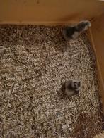 Kriel zijdehoen kuikens, Dieren en Toebehoren, Geslacht onbekend, Kip