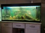 Juwel rio 240, Dieren en Toebehoren, Vissen | Aquaria en Toebehoren, Ophalen, Gebruikt, Leeg aquarium