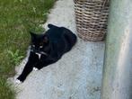 Tijdelijke oppas gezocht voor mijn lieve poes, Poes