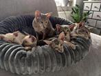 Siamees en Oosterse Korthaar Kittens, Meerdere dieren, Gechipt