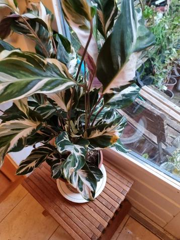 Grote Calathea - Prachtige Kamerplant! beschikbaar voor biedingen