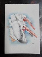 279) ANSICHTKAART PELIKANEN, Ophalen of Verzenden, Ongelopen, Natuur