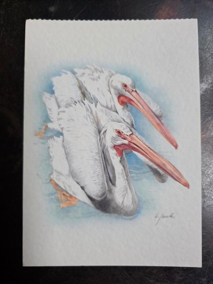 279) ANSICHTKAART PELIKANEN, Verzamelen, Ansichtkaarten | Themakaarten, Ongelopen, Natuur, Ophalen of Verzenden
