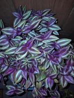 Tradescantia evenance, Huis en Inrichting, Kamerplanten, Ophalen of Verzenden, Overige soorten, Minder dan 100 cm