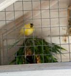 Te koop kanarie en zebravinken, Dieren en Toebehoren, Vogels | Overige Vogels, Meerdere dieren, Tropenvogel