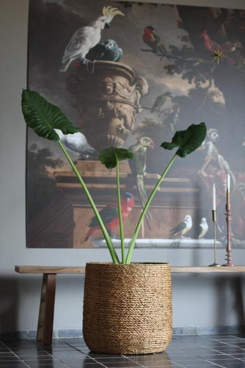 Gave grote ronde rotan mand bloempot Ø53 x 56 cm.  beschikbaar voor biedingen