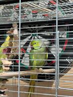 Papegaaien, Dieren en Toebehoren, Vogels | Parkieten en Papegaaien, Meerdere dieren, Parkiet