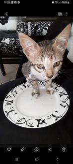 Heeft een pension in NL nog plek voor mij? Van 22/7 tot 8/8?, Dieren en Toebehoren, Katten en Kittens | Overige Katten, Poes