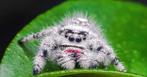 Springspin, Phidippus regius White Bahamas, Dieren en Toebehoren, Overige soorten