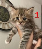 (Ragdoll x Angora) (kitten nummer 3 nog beschikbaar), Dieren en Toebehoren, Katten en Kittens | Raskatten | Langhaar, Geslacht onbekend