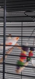 Rod mozaik en harlekijn, Dieren en Toebehoren, Vogels | Kanaries, Meerdere dieren