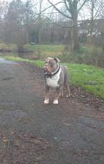 Old english bulldog reu (2 jaar), Reu, 1 tot 2 jaar, Bulldog, Eén hond