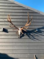 Edelhert gewei, Verzamelen, Dierenverzamelingen, Ophalen, Zo goed als nieuw, Gewei of Kop