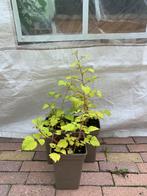 Te koop Bramen, Ophalen, Groenteplanten