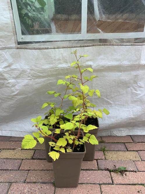 Te koop Bramen, Tuin en Terras, Planten | Tuinplanten, Groenteplanten, Ophalen