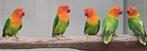 3-0 opaline groen/? 66% pale fallow '21, Dieren en Toebehoren, Meerdere dieren, Dwergpapegaai of Agapornis, Geringd