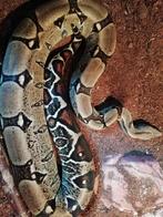 Boa Constrictor Imperator V, Slang, 3 tot 6 jaar