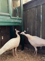 Witte pauwhaan, Dieren en Toebehoren, Pluimvee, Mannelijk, Overige soorten