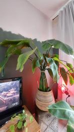 Grote Strelitzia plant in bamboepot, Ophalen, 100 tot 150 cm, Overige soorten, Halfschaduw