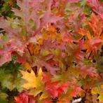 **ACTIE** Quercus palustris, Moeras eik, Eikenboom, Tuin en Terras, Ophalen of Verzenden, Lente, Minder dan 100 cm, Volle zon