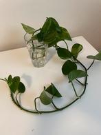 Lange stek epipremnum marble queen, Huis en Inrichting, Kamerplanten, Ophalen of Verzenden, Overige soorten, Minder dan 100 cm