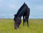 6-jarige fijn te rijden recreatie-ruin, Gechipt, Ruin, Recreatiepaard, 170 tot 175 cm