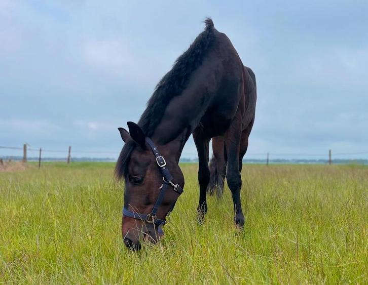 6-jarige fijn te rijden recreatie-ruin, Dieren en Toebehoren, Paarden, Ruin, 170 tot 175 cm, 3 tot 6 jaar, Recreatiepaard, Met stamboom