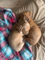 Blond reutje - dwergteckel pup  🏡🐶, Dieren en Toebehoren, Honden | Teckels en Dashonden, Reu, 8 tot 15 weken, Korthaar, Dwerg