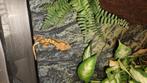 Wimpergekko 0.1, Hagedis, 3 tot 6 jaar