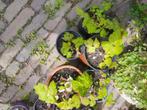 Frambozenstekken, Tuin en Terras, Planten | Tuinplanten, Vaste plant, Herfst, Fruitplanten, Ophalen