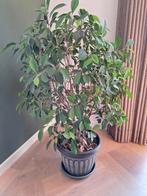 Ficus Microcarpa Ginseng, Huis en Inrichting, Kamerplanten, Ophalen, Ficus, Halfschaduw, In pot
