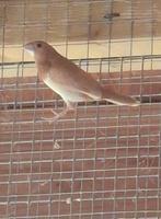 Japanse meeuwtjes, Meerdere dieren, Geringd