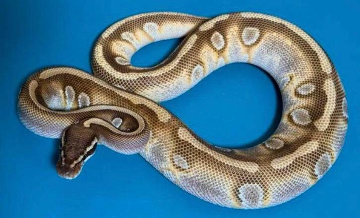 1.0 Stranger Odium Mojave Pastel 66% ph. Clown