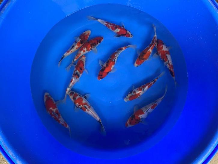 Showa van Izumiya | Koikarpers  | Tosai vissen, Dieren en Toebehoren, Vissen | Vijvervissen, Karper of Koi