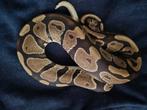 Python regius morphs, Dieren en Toebehoren, Reptielen en Amfibieën, Slang