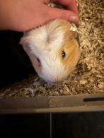 Cavia’s met spoed weg, Cavia, Februari, Mannelijk, Tam