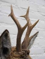 Nieuw opgezette kop REE BOK in zomervel met groot gewei (H), Verzamelen, Dierenverzamelingen, Ophalen of Verzenden, Nieuw, Hert