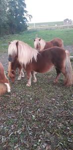 Div shetlander pony's te koop, Dieren en Toebehoren, Pony's, Merrie, Niet van toepassing, A pony (tot 1.17m), 0 tot 2 jaar