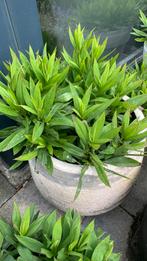 Vaste tuin plant Herfstaster met pot €8, Tuin en Terras, Planten | Tuinplanten, Ophalen, Zomer, Overige soorten